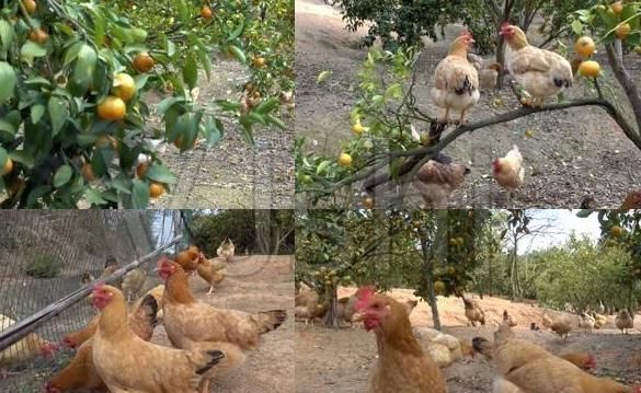  「林下」几年前很火的“林下养鸡”为何无人问津了？有啥坏处吗？答案来了