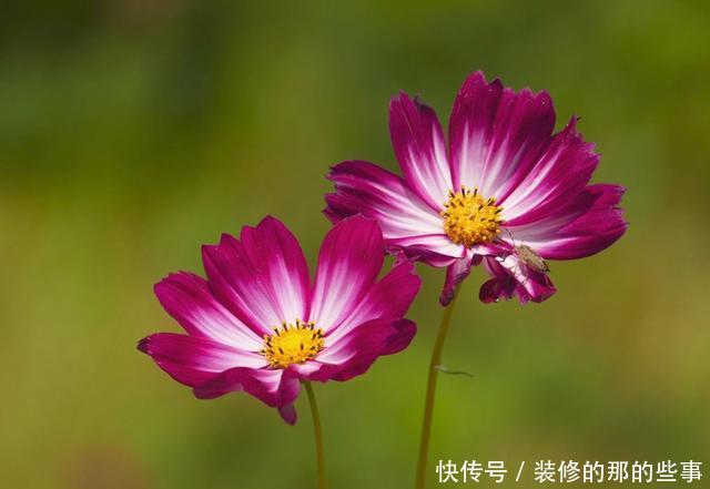  「光照」喜欢在家中养护漂亮的花卉，就选择开花量繁多，花色绚丽的花卉养