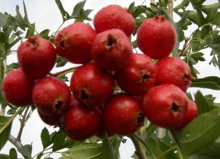 山楂煮水时可加一物，坚持喝一个月，排走湿气，大肚腩也不见了！