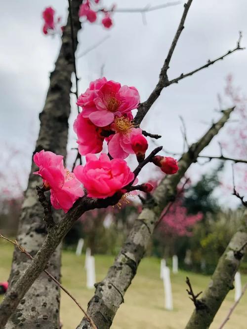 春天干什么？赏花啊！