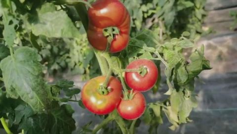  李新旭介绍|京津冀170余种番茄“打擂台”专家教你如何挑选西红柿