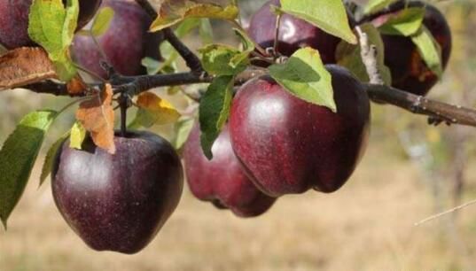 别再种玉米了，此果树插土即活，一年能结3000斤，一年挣65万