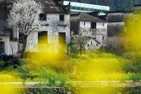 中国这些地方即将花开成海！错过又再等一年！诗情画意值得记忆！