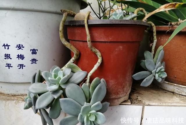 花盆@春天来了,酸咪草都开了,紫苏都种活了!