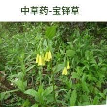  #绿黄色#宝铎草生长于林下或灌木丛中。花开黄色、绿黄色或白色