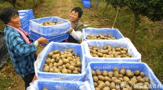  遭遇@水果中的贵族，遭遇“崇洋媚外”，果农：原产地现摘，咋没