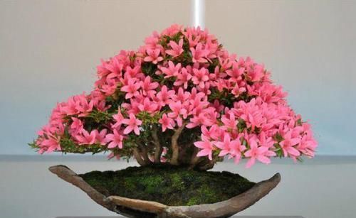  花盆@一个碗大的花盆，也能种出苹果树？别说，看着还挺诱人的！