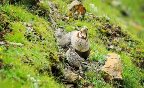 雪鸡生活在喜马拉雅山，占领山头吹口哨炫耀，雏鸟一出生就觅食