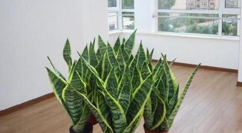  「摆放」这6种植物的正确摆放位置，简单动一动镇宅又旺运，何乐而不为呢