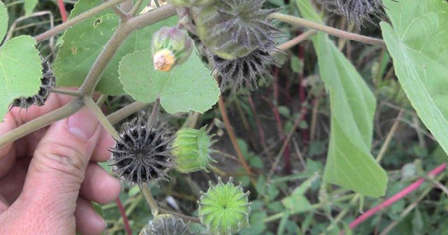  价值■此野果，确实很珍贵，今天道出价值，若遇见，请珍惜它