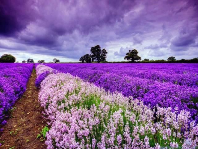  「人生就像一」有一种浪漫叫“紫色”