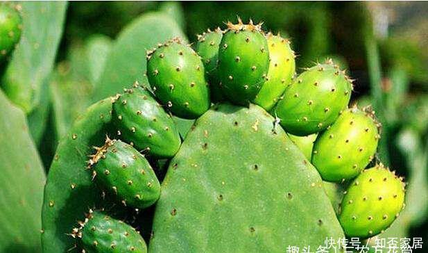  「充足的光」花卉种植技术：仙人掌的主干怎样长粗，光照要足强健根系才粗壮！