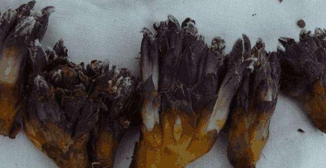 农村，您如果碰到这种植物，可别采挖太多了，价值极高稀罕