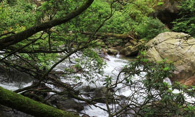 告诉你一个事实千万不要惊讶 距离成都百公里有个“非洲丛林”！