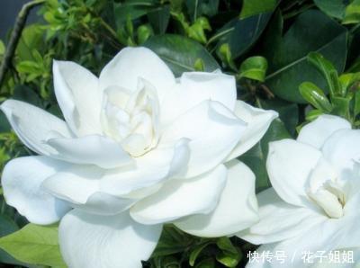 #栀子花#栀子开花时间又到了,做好这几点,开花洁白纯净,散发满屋栀子香
