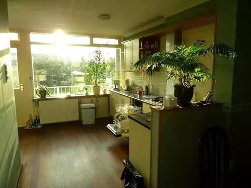  『香草植物』适合厨房养护的植物，耐油烟和湿热的植物有哪些？