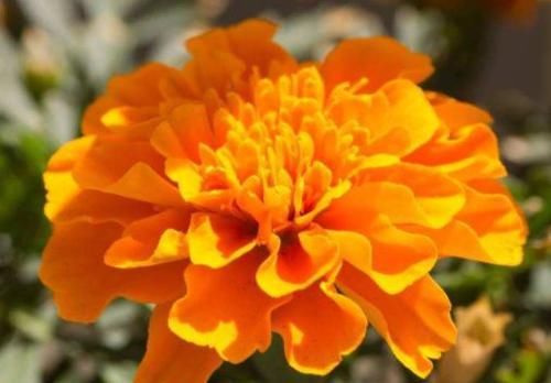  『吊钟海棠』养花养这四款，花香幽香暗淡，年年开花不断，花色多又艳