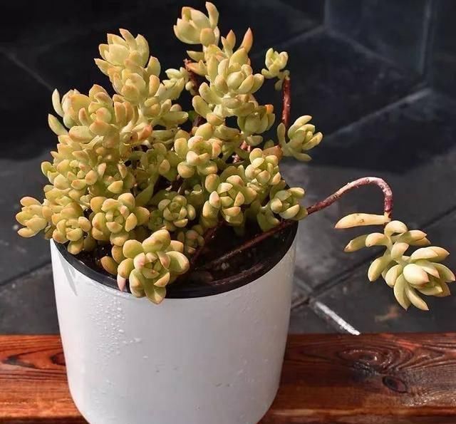  「属多肉植物」推荐八种高颜值多肉，好看又好养