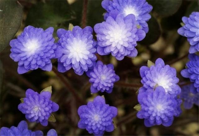 【雪一】世界上有一种花美如精灵,盛开在雪地里,雪一融化它就凋谢