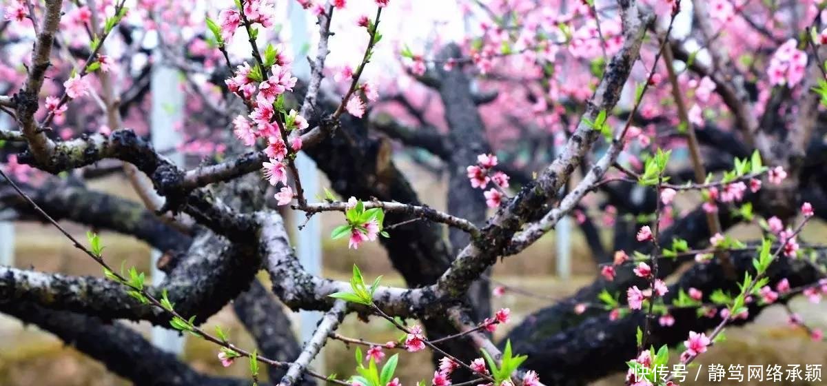 这座低调小城承包了浙江最美的春天, 清明去过两三天乡下生活~