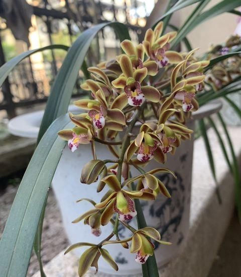  #粗壮#养兰花只用1种“促花肥”，肥力猛，花芽早出土，根系粗壮开花多