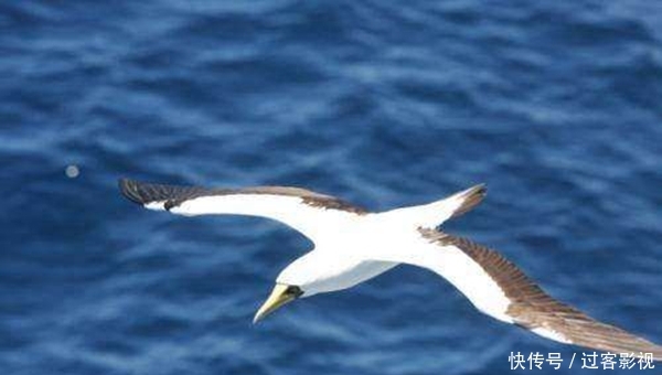 其他动物的活动