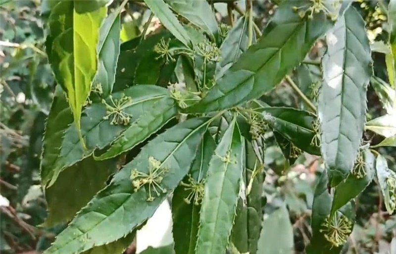  #种绿色的豆荚叶#山里一种奇特植物，花和果子都长叶面上，十分罕见，遇到请珍惜