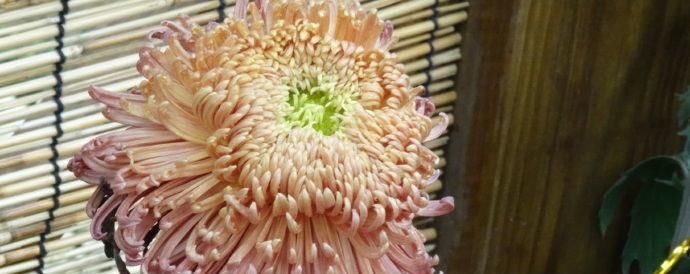  『禅韵』喜欢玫瑰，不如养盆“珍品菊花”盘龙禅韵，花开似木鱼，禅韵十足