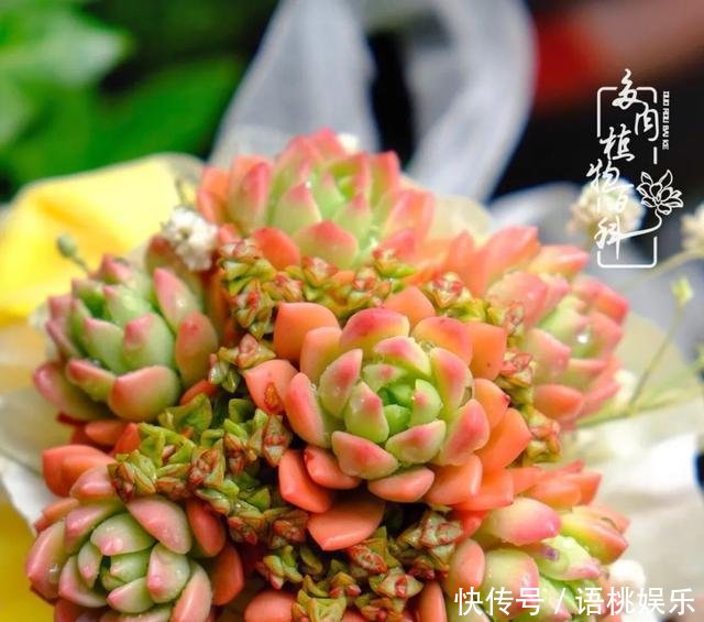 #喜欢#一粥一饭填饱肚子,一屋一花神仙日子!生命不止,玩趣不停!