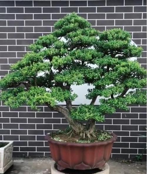  以在家中@家里养护这几种植物，招财旺人，运气也越来越好，值得养护
