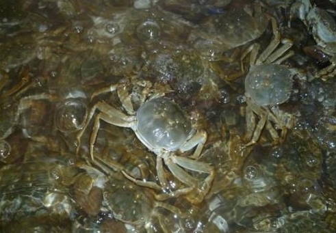  发家致富|曾当作发家致富项目，如今却成了烫手山芋，养殖户哽咽