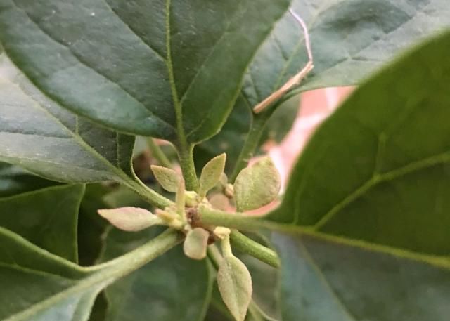  开爆@三角梅长出来的是叶芽还是花芽?教你1招辨别,施对肥,开爆...