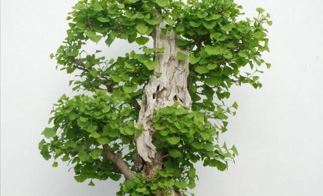  银杏@养棵银杏盆景，秋季天叶子金黄，挂满银杏果