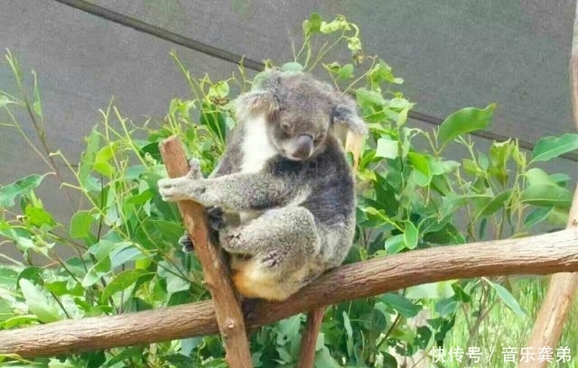 全球唯一国土覆盖一整个大陆的国家，也是最适合休闲度假的地方