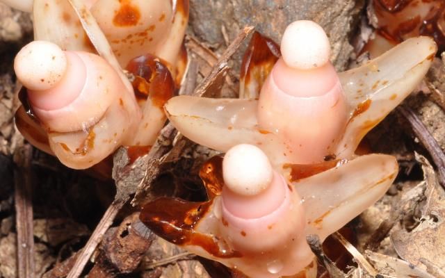 农村植物，帽蕊草跟定一棵树就一辈子，地里田间遇见是福