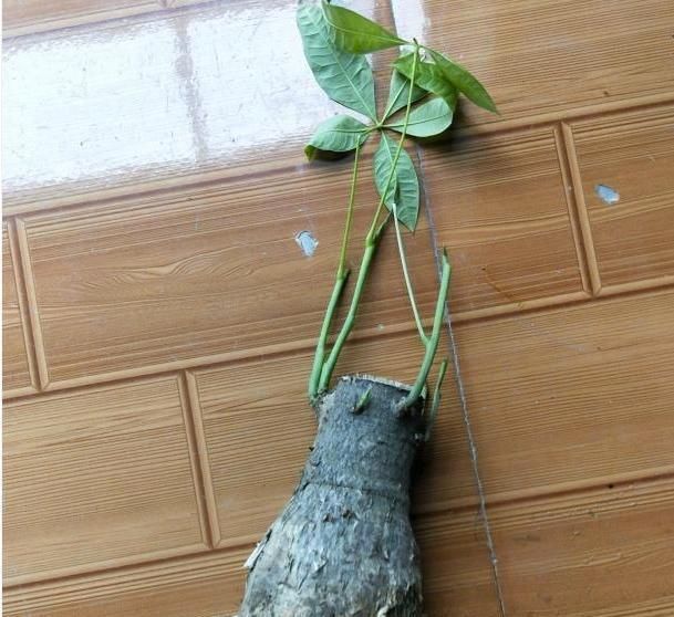  放到阴凉通风■花卉烂根不用慌，按照方法处理，快速长出新根