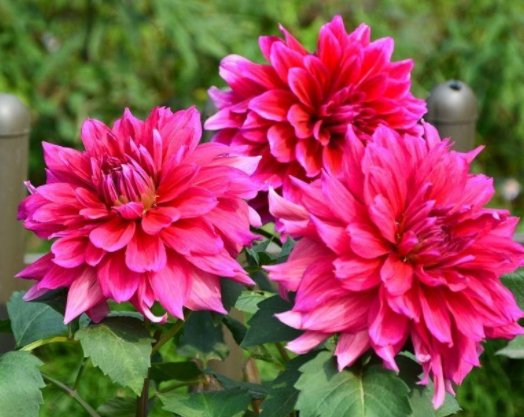  #艳丽#家养这5款小花，花色艳丽喜庆，比绿萝还好养，一开花就是大半年