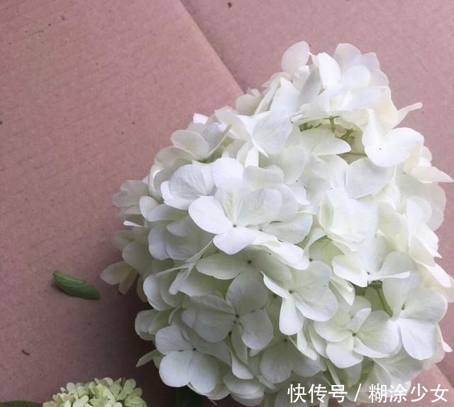  【绣球】1种“绣球树”，每年4月满树开花，1个花朵比脸大，一般人养不了