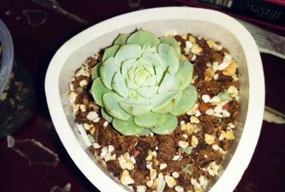  「度夏」多肉植物度夏难？安全度夏指南送给你