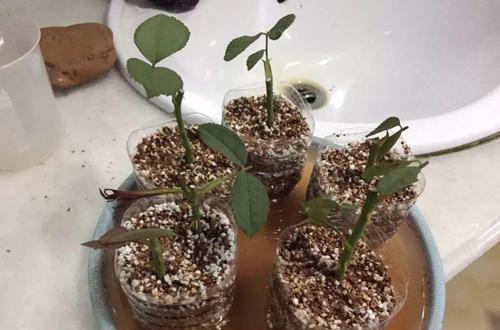  扦插■3种花最好别扦插，越养越难看，重瓣花也能变单瓣！