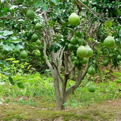  『春节』建议大家：春节别挂灯笼了，“新型花一夜走红，千家万户养得起