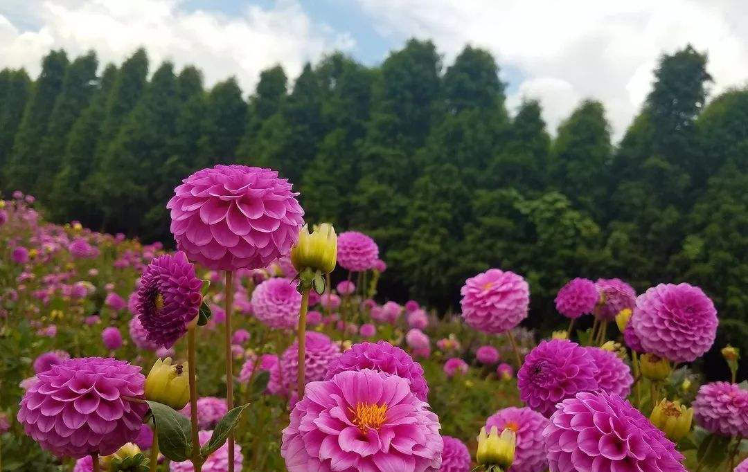  疏松透气|大丽花烂根是什么原因,大丽花烂根怎么办