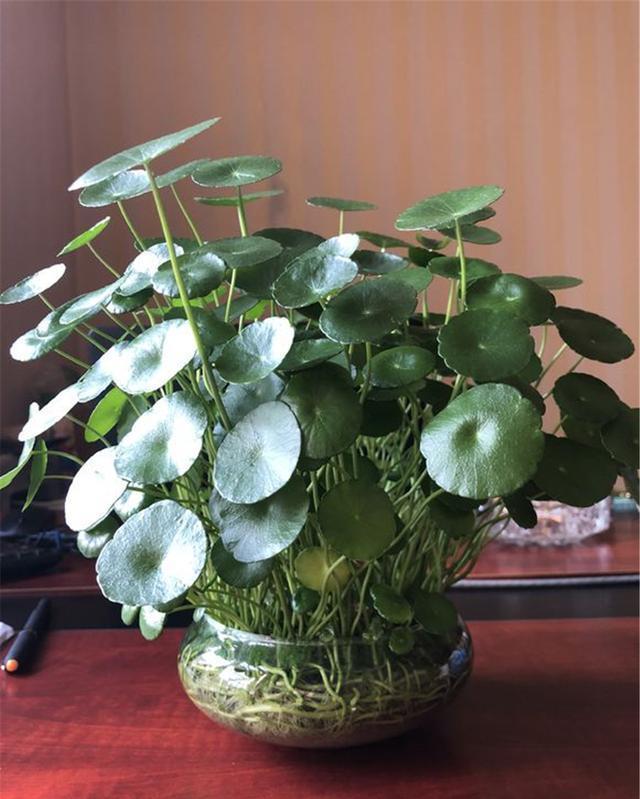 铜钱@“铜钱草”很好养,用好这3招,叶子才能“又大又圆”