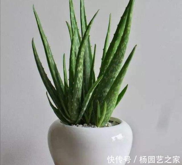  盆栽|家中养芦荟，平时做好5个要求，长得健壮，株形美观