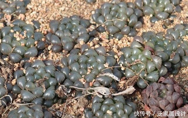  [光照]多肉玉露养护“手册”，做好这几步，叶片饱满圆润，晶莹透亮