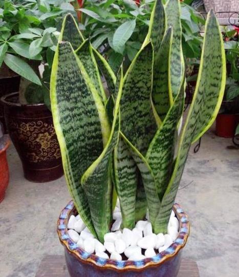  『甲醛』这“3种”绿植摆客厅，既能吸甲醛，又能除病菌，养一盆都值了！