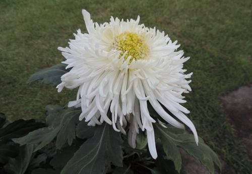 『托桂』喜欢玫瑰,不如养盆“珍贵名菊”藕粉托桂,洁白素雅,清新秀丽!