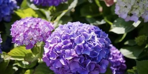  摆布@绣球花是变色龙，学会4个绝招，开什么颜色的花朵任你摆布