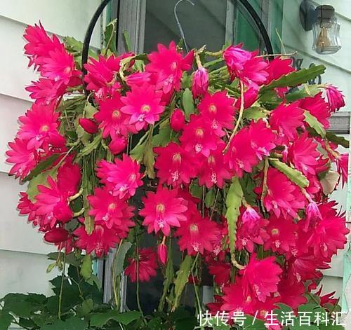 『夏季』夏季喜欢在家中养护花卉,就选择3种花卉,花色艳丽,花期长