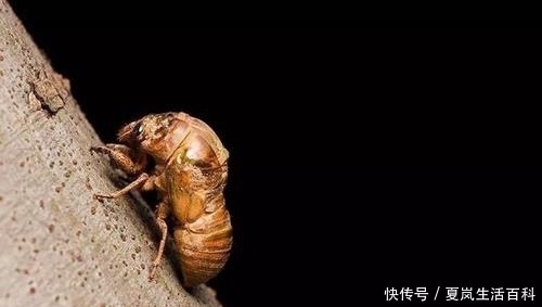 农村常见的知了猴真的能吃吗为什么蚂蚁从来不吃知了猴